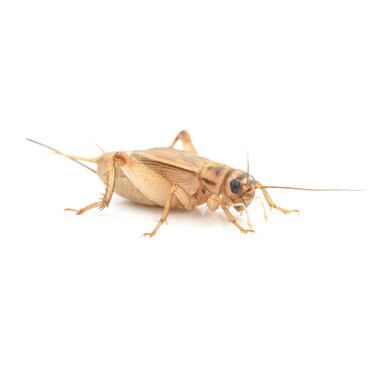 Monkfield House Brown Cricket